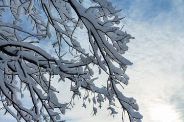 Trees in snow and a frame of twigs against a blue sky in winter close-up with copy space