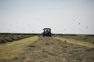 Traktor auf einem Feld mit vielen Vögeln am Zetten, oder Heu wenden