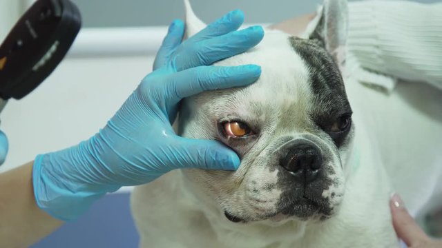 Veterinarian checks the eyes of a dog, biomicroscopy. Veterinarian ophthalmologist doing medical procedure, examining the eyes of a dog in a veterinary clinic. Healthy dog under medical exam.