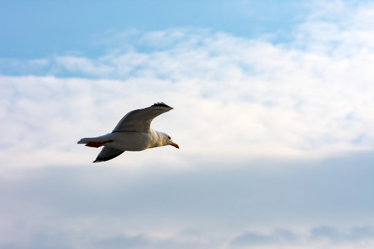 seagull flying high in the sky
