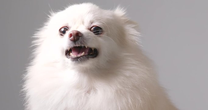 White pomeranian dog getting angry