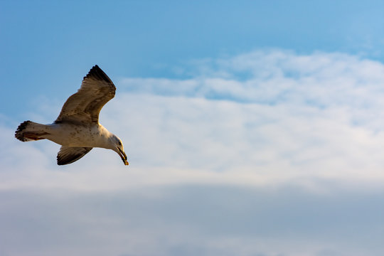 seagull flying with a bread crumbs in its beak