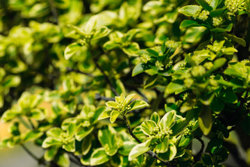 Fototapeta na wymiar The photo shows a green bush with buds of future flowers
