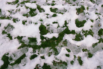 Green grass under the early snow