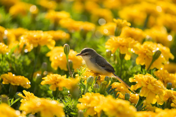 Plain Prinia or White-browed Prinia or Prinia inornata, Small bird on marigold flowers.