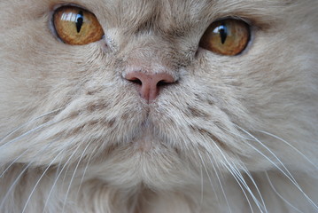 Persian cat's eyes