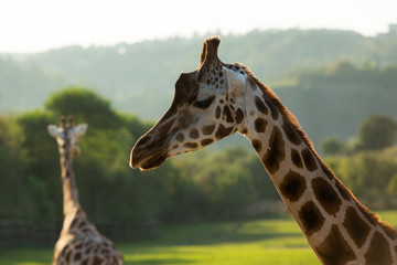 Giraffe posing in wilderness while sunset