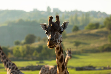 Naklejka premium Giraffe posing in wilderness while sunset