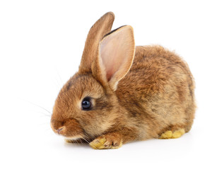 Brown rabbit on white.