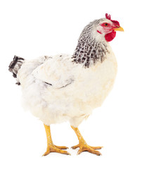 White hen isolated.