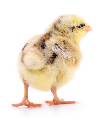 Small yellow chicken.