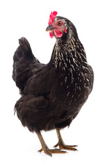 Black hen isolated.