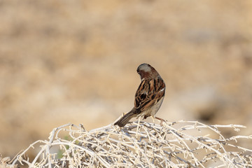 Brown sparrow
