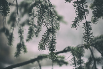 Frozen pine tree branches with snow