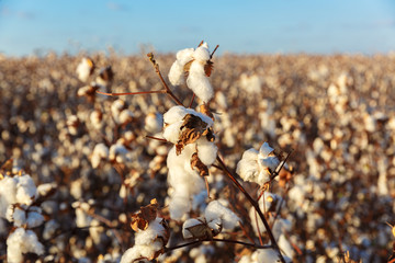 Big cotton buds on bush