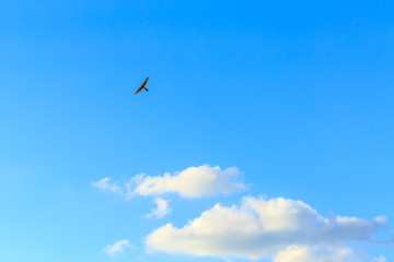 Falcon