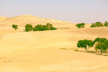 Evergreen trees in desert