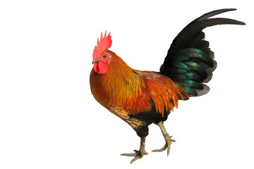 Bright red cock with black tale