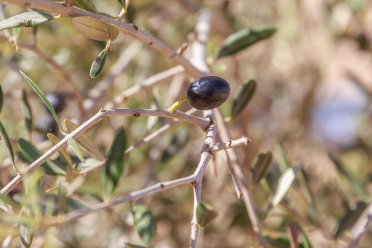 One ripe olive