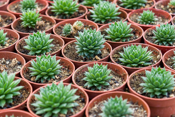 Succulent plantation in nursery