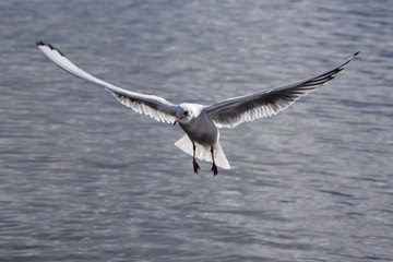Oiseau volant