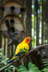 Small yellow parrot in a tropical forest on a Sunny day.