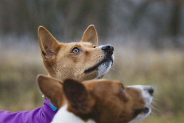 Basenji dog walks in the park