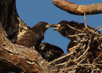 Two baby eaglets communicating in nest on Longboat Key