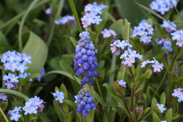 Traubenhyazinthe mit Vergissmeinnicht Muscari and Myosotis in blue