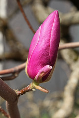 Magnolia soulangeana Lennei