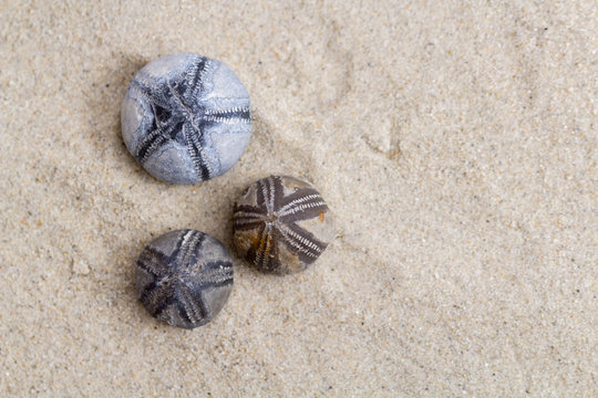 versteinerte Seeigel im Sand