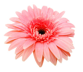 Pink daisy flower isolated over white background