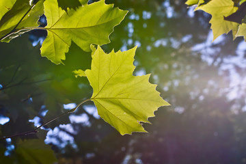 Blätter einer Platane im Herbst