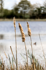 Naklejka premium Schilfgras am See