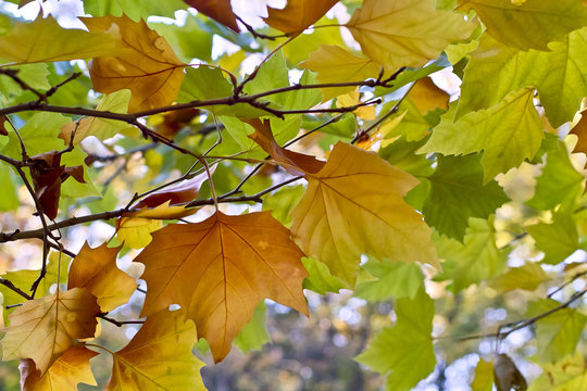 Blätter einer Platane im Herbst