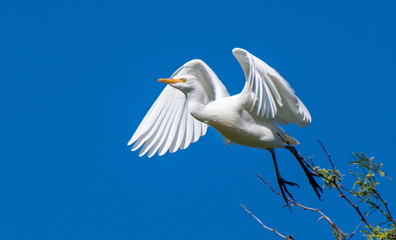 Cattle Egret takes off from a perch