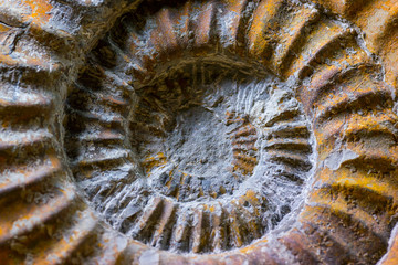 Fossilized Ammonite, macro