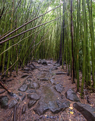 Pipiwai Trail through the bamboo forest along a rock path