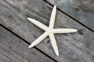 Fototapeta na wymiar Sea Star