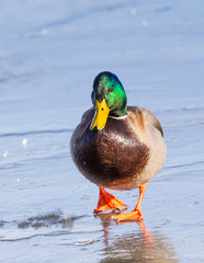 Drake Mallard