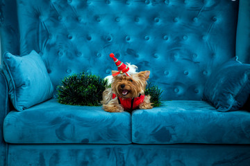 photo session couch tiffany blue turquoise color dog pet new year christmas red terrier sofa toy