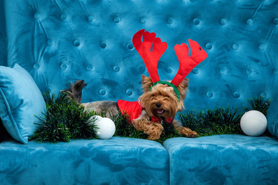 photo session couch tiffany blue turquoise color dog pet new year christmas red terrier sofa toy