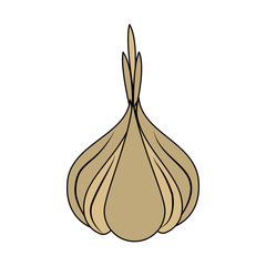 Garlic organic food icon vector illustration graphic design