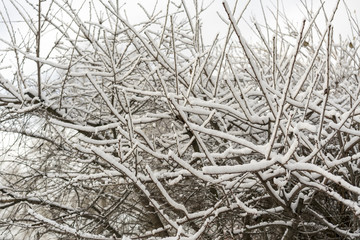 Obraz premium Snow-covered branches of a bush