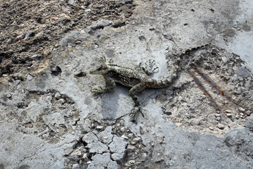 Grey lizard at Crusader Castle of Byblos, Lebanon