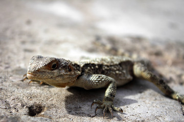 Grey lizard at Crusader Castle of Byblos, Lebanon