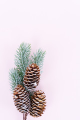Christmas tree branch with cones, copy space on light pink background