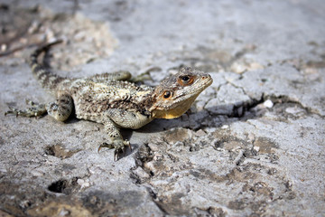 Grey lizard at Crusader Castle of Byblos, Lebanon