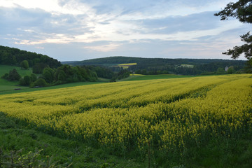 Fototapeta premium Frühling in der Oberpfalz, in Bayern
