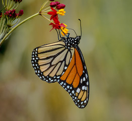 Hanging Around Just Happy To Be A Monarch